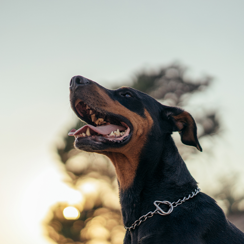 Hunde im Wachschutz